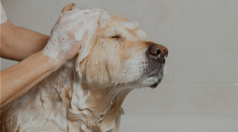 cachorro tomando banho com remédio para dermatite canina
